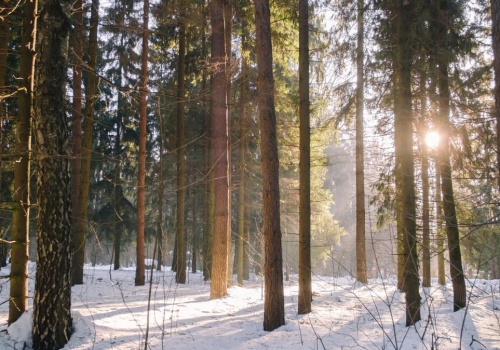 Widzisz orzełka na śniegu? To niekoniecznie musi być dzieło człowieka