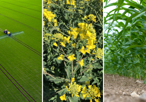 Nowości ProAgri 2026: skuteczna ochrona zbóż, rzepaku i kukurydzy