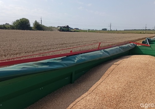 Ceny pszenicy 19 lutego 2026. Rolnicy zaczynają myśleć o sprzedaży