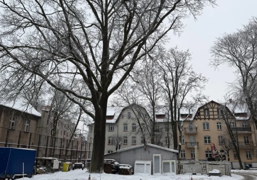 Spór o kilkusetletni dąb w Chojnicach. Alarm dla Klimatu chce pomnika przyrody, inwestor planuje wycinkę