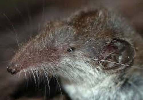 Zębiełek białawy okazał się nowym lokatorem rezerwatu przyrody w Krzemionkach