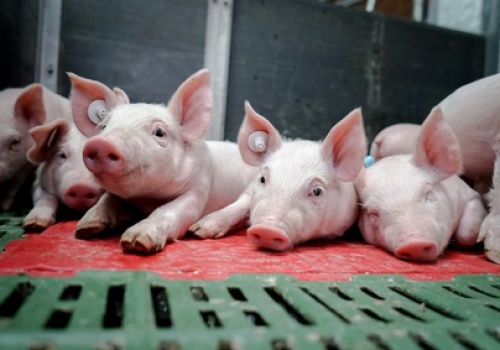 Duńskie warchlaki znów drożeją! Piąta podwyżka z rzędu i +30 DKK na sztuce w tydzień