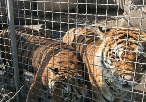 Pierwszy tak surowy wyrok za znęcanie się nad dzikimi zwierzętami