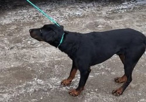 Drops wrócił do schroniska. Policjanci pomogli w odzyskaniu uprowadzonego psa