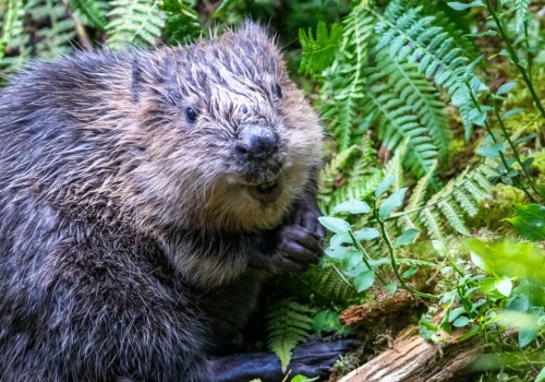 Miasto chciało pozbyć się bobrów. Karabinki i amunicja nie przekonały