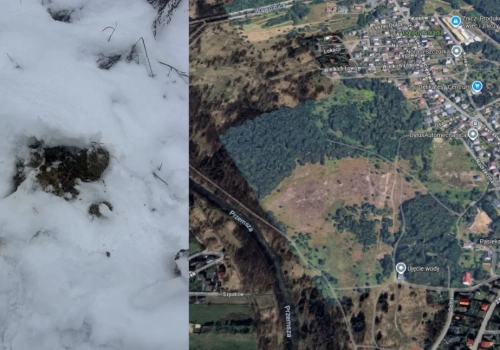 Spacer jak tor przeszkód. Końskie odchody na trasie w Jeleniu