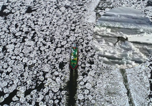 Uratowano sarenkę, która utknęła na krze płynącej po Wiśle