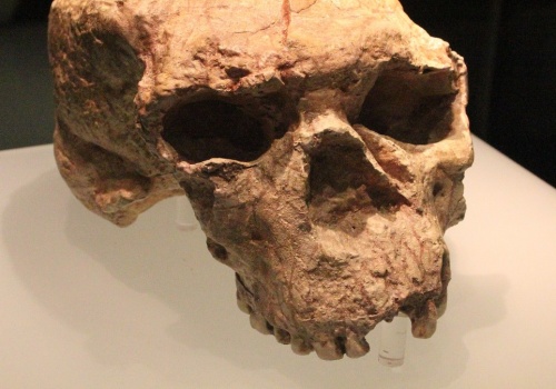 Czaszki sprzed 1,8 mln lat. Zaskakujące odkrycie z Chin