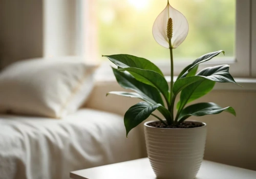 Kroję plasterek ogórka i wkładam do doniczki ze skrzydłokwiatem. Po 24 godzinach wiem, co niszczy roślinę