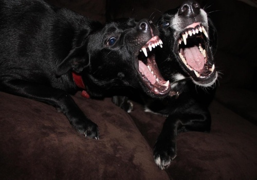 Podkarpacie w czołówce statystyk pogryzień. Obowiązkowe OC dla opiekunów psów pomoże?