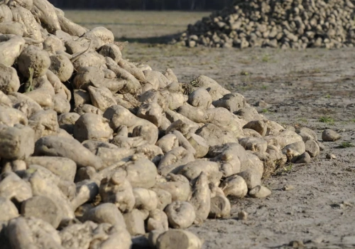 Średnio 72 tony buraków z hektara. Rekordowy sezon, ale plantatorów ubywa