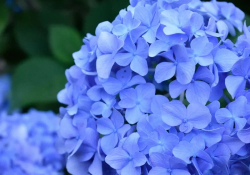 Marzysz o niebieskich hortensjach? Zakop to pod krzewem jeszcze przed wiosną