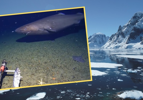 Pokazali, co spotkali na dnie Antarktyki. To pierwszy raz w historii