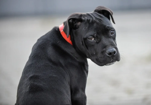 Polacy podzieleni w sprawie obowiązkowego OC dla opiekunów psów, choć pogryzień jest więcej niż wypadków drogowych