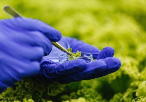 Szkiełko i oko. Nanonawozy