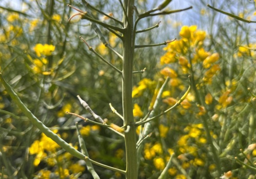 Cena rzepaku nieznacznie spadła na MATIF