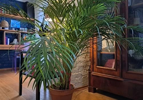 Zalej ciepłą wodą, odczekaj 2 dni i podlej palmę. W mig wypuści nowe liście, a starsze przestaną schnąć