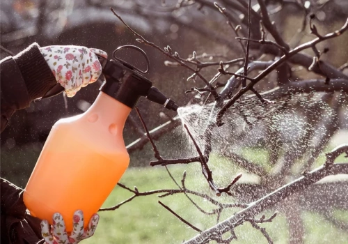 Kiedy wykonać oprysk Miedzianem? Ten termin decyduje o zdrowiu jabłoni, gruszy i śliw