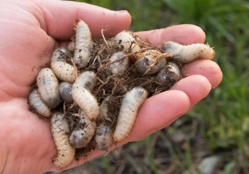Wylej to na grządki wiosną. Pędraki znikną, zanim zniszczą ogród