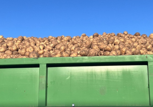 Ceny ziemniaków: czy po jesieni nadejdzie odbicie? Po ile ziemniak w lutym?