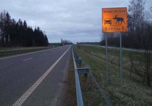 Zderzenie może mieć fatalne skutki. Są szczególnie aktywne zimą