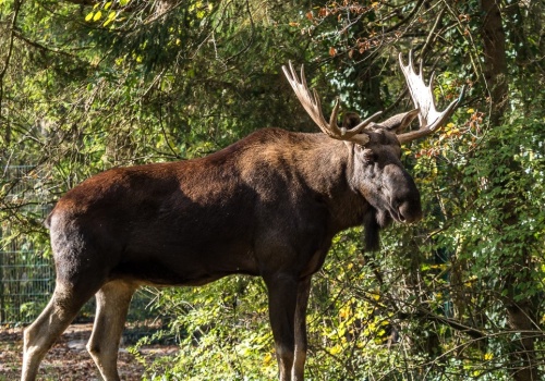 Ekspert ostrzega: Populacja olbrzymów się odbudowała. Ryzyko rośnie