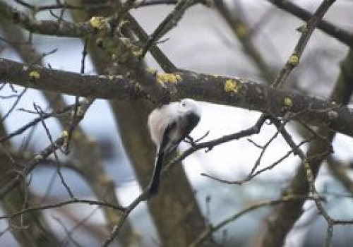 Niezwykły raniuszek pojawił się w Pile. To ptak roku 2025