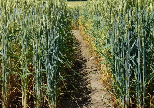 Pszenica jara: Lista Odmian Zalecanych w województwach