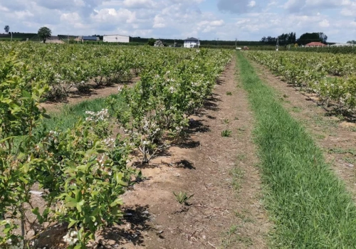 Borówka wysoka: 5 błędów, przez które pieniądze uciekają z pola