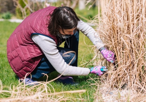 Ogrodnicy robią to teraz. Dzięki temu trawy są gęste i bujnie rosną