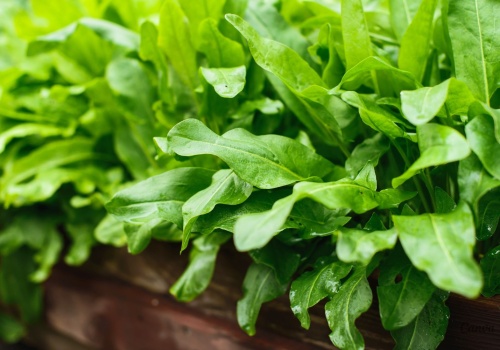 Szczawik zajęczy – smak i samo zdrowie