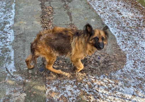 Pies w fatalnym stanie odebrany w Kole. Sprawa może trafić do sądu