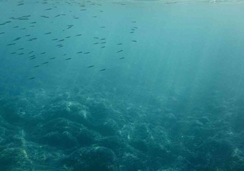 Morska fala ciemności zabija życie. Groźniejsza niż sztorm