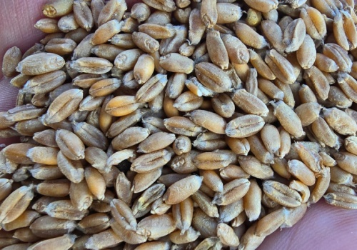 Skup to główny kanał sprzedaży rolników. Wyniki pierwszego Ogólnopolskiego Badania Farmera