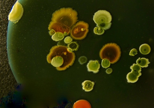 Mikroroboty z bakterii? Najpierw trzeba było sprawdzić, czy ich kompas naprawdę daje radę