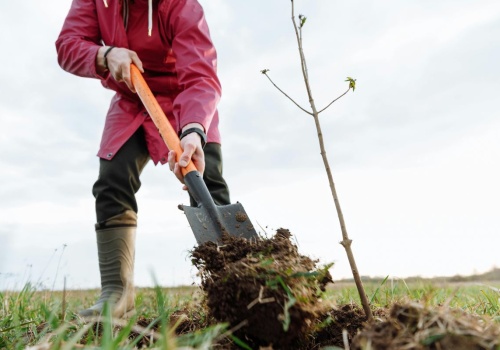 Sadownicy ostrzegają: zły sąsiad w ogrodzie może zniszczyć plony. Tych drzew nigdy nie łącz