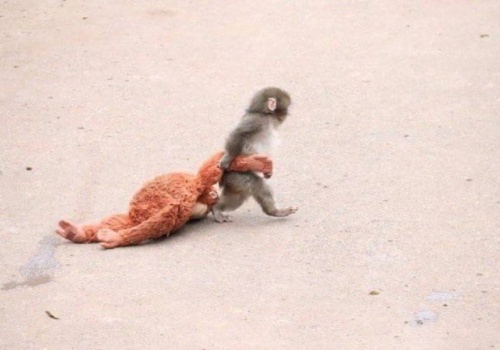 Losy tej małpki śledzi cały świat! Mały Punch w końcu znalazł przyjaciół? WIDEO