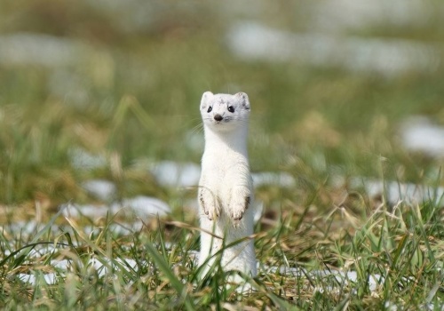 Ten wszędobylski drapieżnik może zagrażać ptakom. Ma wielki apetyt