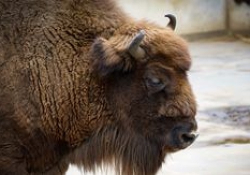 Pomorze Zachodnie: Zakończyło się liczenie żubrów