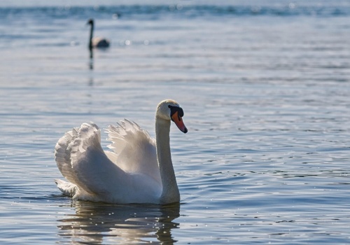 Wirus ptasiej grypy krąży po regionie. Obostrzenia objęły powiat limanowski