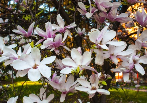 Tak zadbaj w marcu o magnolię, a pokryje się kwieciem. Sąsiedzi będą ci zazdrościć