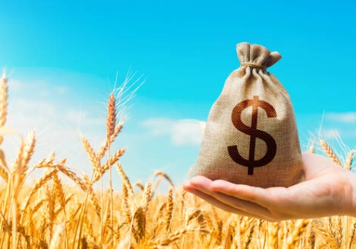 20.02.2026 Ceny skupu zbóż, kukurydzy, oleistych i strączkowych: Rynek zbóż bez przełomu. Ceny w skupach pozostają stabilne