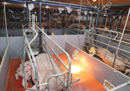 Rząd szykuje dopłaty do loch. „Wsparcie musi ruszyć jak najszybciej”