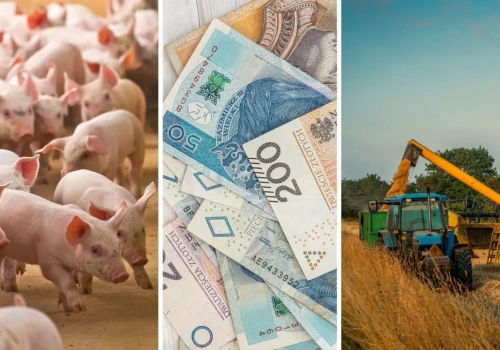 Ceny zbóż pod presją. Rzepak zagrożony, nawozy i paliwa w górę. Co z cenami żywca?