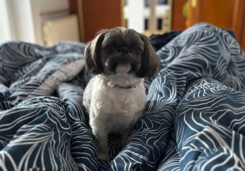 Pomóżmy odnaleźć pieska po wypadku na DK22