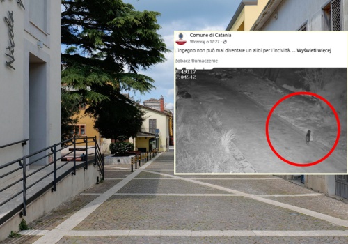 Nauczył psa wyrzucać śmieci. Policja w Katanii pokazała nagranie