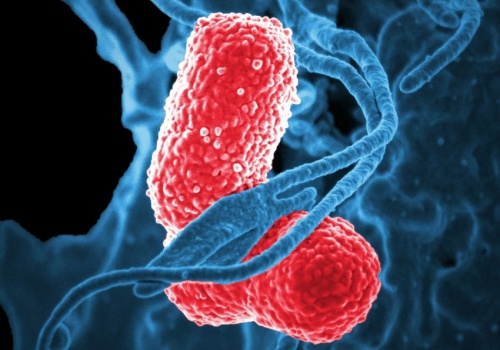 Co łączy raka jelita grubego z wirusem ukrytym w bakterii?