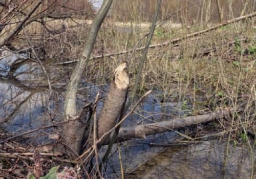 Na Pomorzu Wody Polskie chcą zniszczyć tamy bobrów w 160 miejscach