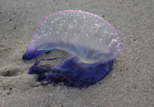 Niebieskie stworzenia wywołały alarm w turystycznym raju. Zamknięto kąpieliska