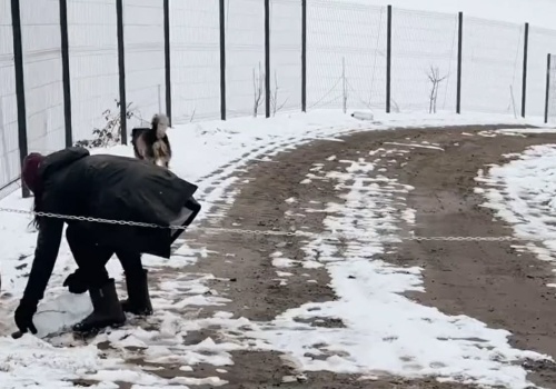 ,,Konie muszą się wyprowadzić z domu, który znają”. Interwencja DTS24